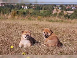 Cistokrevný Shiba Inu štenátka s PP